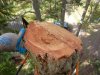 00 brittle fir 03.jpg