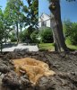 Resinous polypore 27Jul20r .jpg