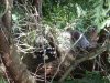00 raccoons in tree.jpg