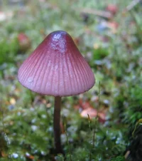 56892-shroom.webp