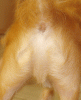 58212-dogbuttjesus.gif
