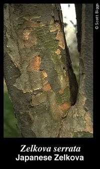 60490-zelkovaserrata.webp