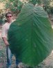 large Amazionian leaf.jpg