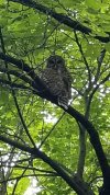 BarredOwl.jpg