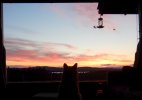 000 baxter sunset hummers.jpg