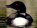 loon.jpg