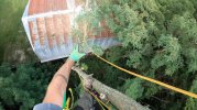 tree job.jpg