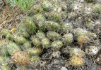1024px-Opuntia_fragilis_1.jpg