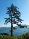 000 shore fir 23.JPG