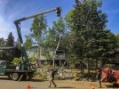 Tree Removal page.jpg