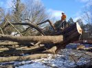 Big maple takedown.jpg