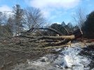 Big maple takedown (2).jpg
