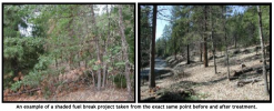 shaded-fuel-break-before-and-after.png