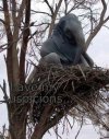 elephant-nest.jpg