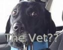 dogvet.jpg