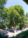 Ash Tree Sioux Falls SD.jpg