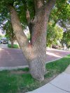 Ash Tree 50 years old 1.jpg
