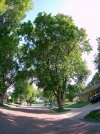 Ash Tree 50 years old 4 south dakota sioux falls.jpg