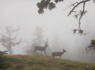 000 foggy dear 02.jpg
