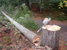 000 felling 05.jpg