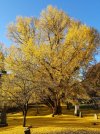 ginkgoleafdrop21.jpg
