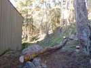 00 uprooted madrone 10.jpg