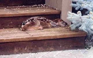 71125-fawn.webp