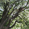 76063-treeofheavenweb.gif