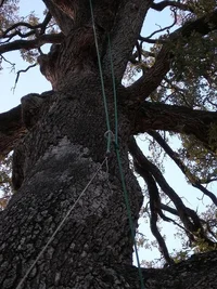 76955-TreeClimbingTechniques004.webp