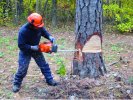 Tree_cuttingPhoto.jpg Tree_cuttingPhoto.jpg