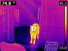 FLIR0013.jpg