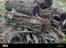 rotten-logs-of-wood-in-pine-autumn-forest-F8W38R.jpg