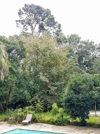 Pine Tree Light2.jpg