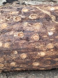 pine borer.jpg