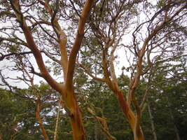 000 madrone 01.jpg
