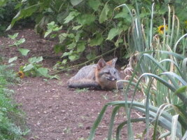 Fox mom 7-8-2021 003.JPG Fox mom 7-8-2021 003.JPG