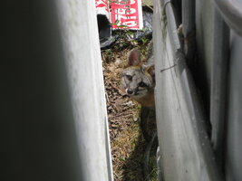 Foxes 6-10-2021 002.JPG Foxes 6-10-2021 002.JPG