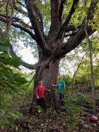 Otter Oak  Oct 2017.JPG