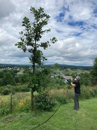 Kathy sprays oak 7-28-22.jpg