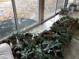 Sunroom Oaks Oct. 2017.jpg