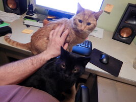 0 not helpful cats.jpg