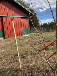 Barn persimmon 2-7-23.jpg