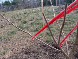Barn persimmon pruned 2.jpg
