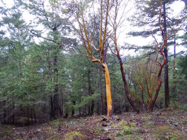 00 chipper winch 01.jpg