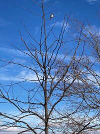 House Locust 2-23.jpg