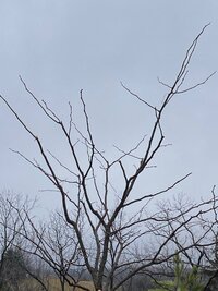 House Locust Side 2-23.jpg