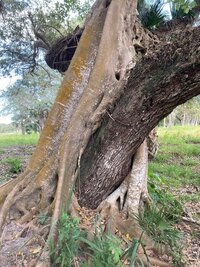 Strangler 1 Feb 2023.jpg