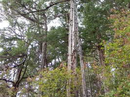 00 fire trees 01.jpg