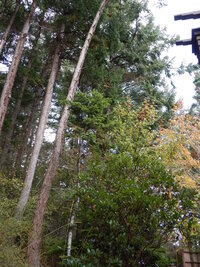 00 fire trees 02.jpg