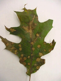 oak leaf blister.jpg